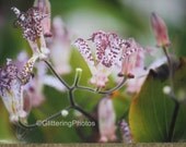 Purple Toad Lily Fine Art Photograph Print Glossy OOAK