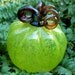 Small Halloween glass Pumpkin - Translucent Lime Green with Gold brown stem - glass garden art