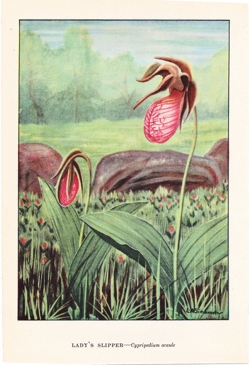 1926 Flower Print - Lady's Slipper - Vintage Home Decor Botany Art Illustration for Nature Science Woman Great for Framing