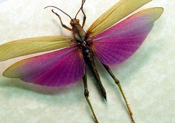 Titanacris albipes Real Framed Purple Grasshopper Male 7736m