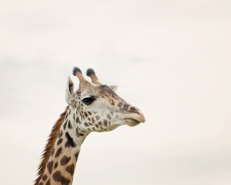 Animal Giraffe Photo minimal minimalist nursery home decor baby zoo children kids white cute photography photograph - Fine Art Print