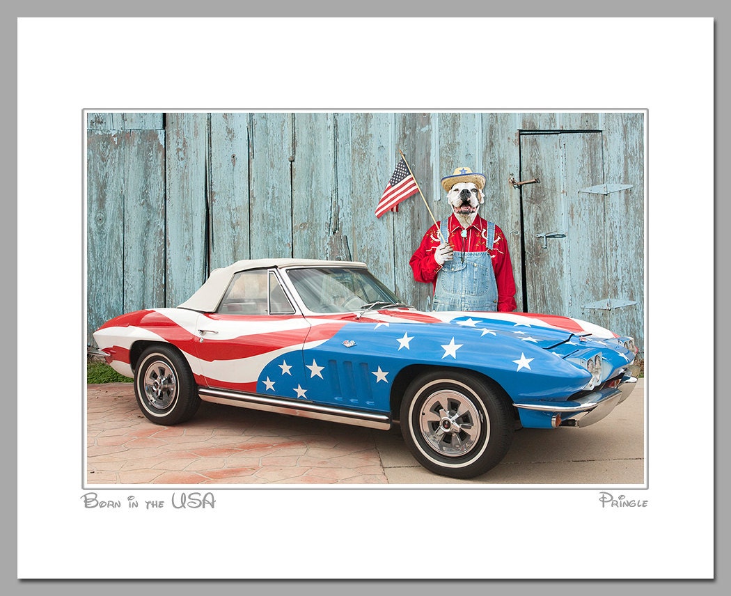 Born in the USA, 11 X 14 matted photograph of white boxer dog holding flag in front of vintage Chevy Corvette
