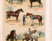 Types of Horses, Swift, Showy and Strong - Vintage 1920s Children's Book Plate
