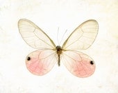 Pink pastel insect botanical specimen entomology dreamy macro closeup Valentine's day - Glasswing Butterfly 8 x 10 - gbrosseau