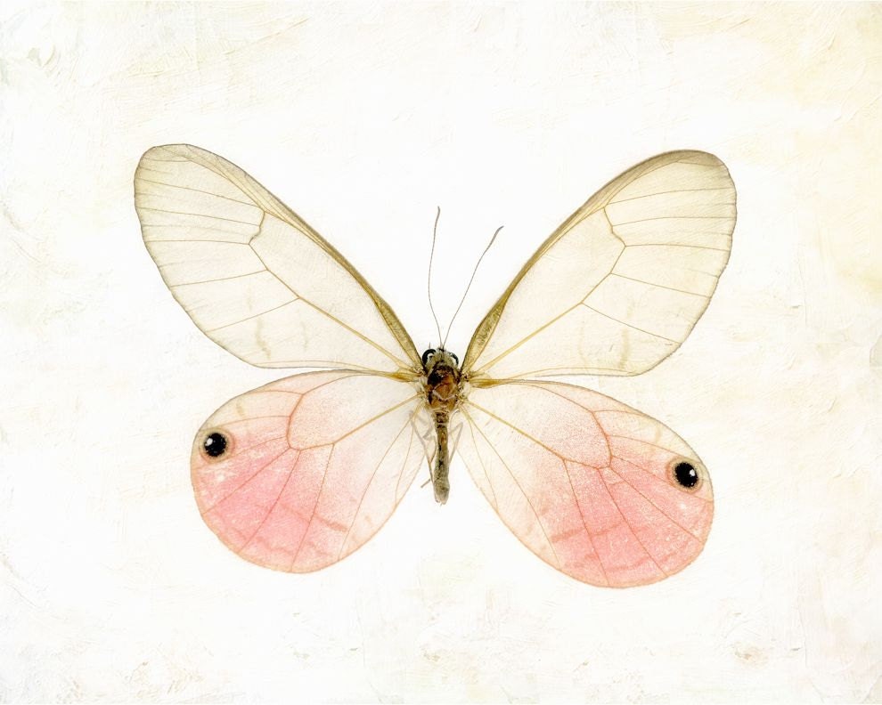 Pink pastel insect botanical specimen easter dreamy macro closeup spring minimal - Glasswing Butterfly 8 x 10