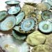 Seashells for Beach Decor - Nautical Decor, Beach Wedding, or Craft Limpet Shells - 12pc Aqua