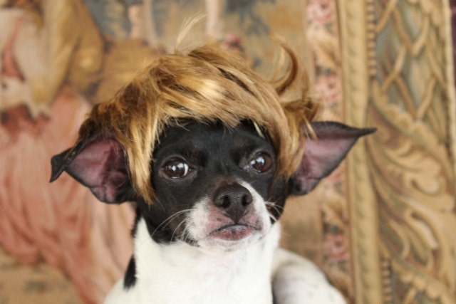 Pet   wig  for dog or cat