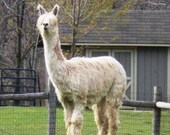 Suri Alpaca Fiber, 6"',  White and Light Fawn, 2 ounces, Natural Color, Lorelei