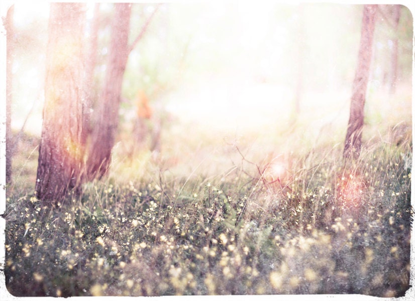 Fairy Tale Woodland Photo "Baby Birch" Ethereal Forest - Fine Art Photograph Print - Light Whimsical Photography