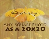 Get any Square Photography Print as a 20x20 inch print, Dreamy Nature, Animal Photos, Portraiture, Modern Home Decor