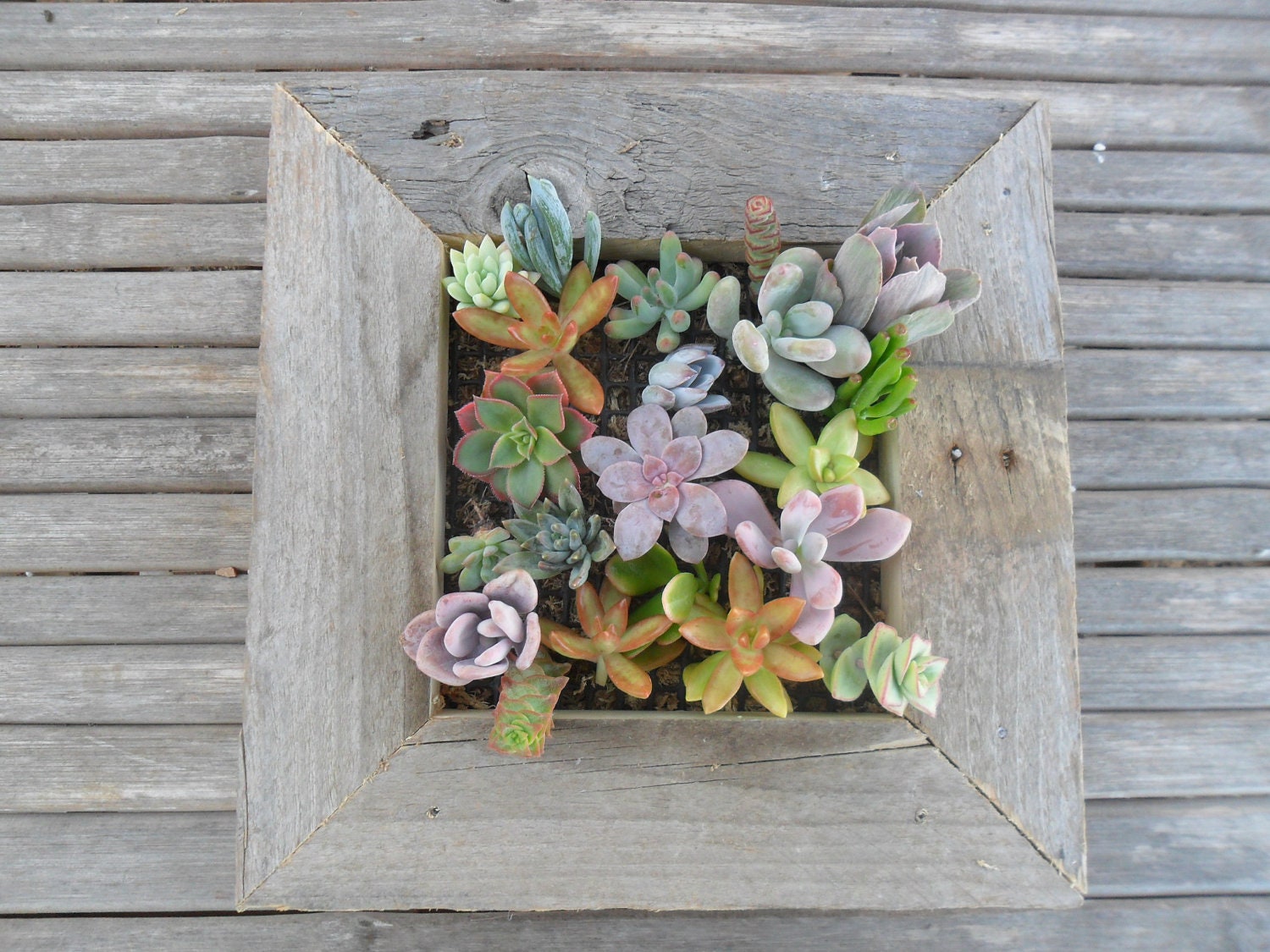 Large RUSTIC Living Wall Art Kit, Comes Complete With Soil, Moss And Cuttings, Housewarming  Gift