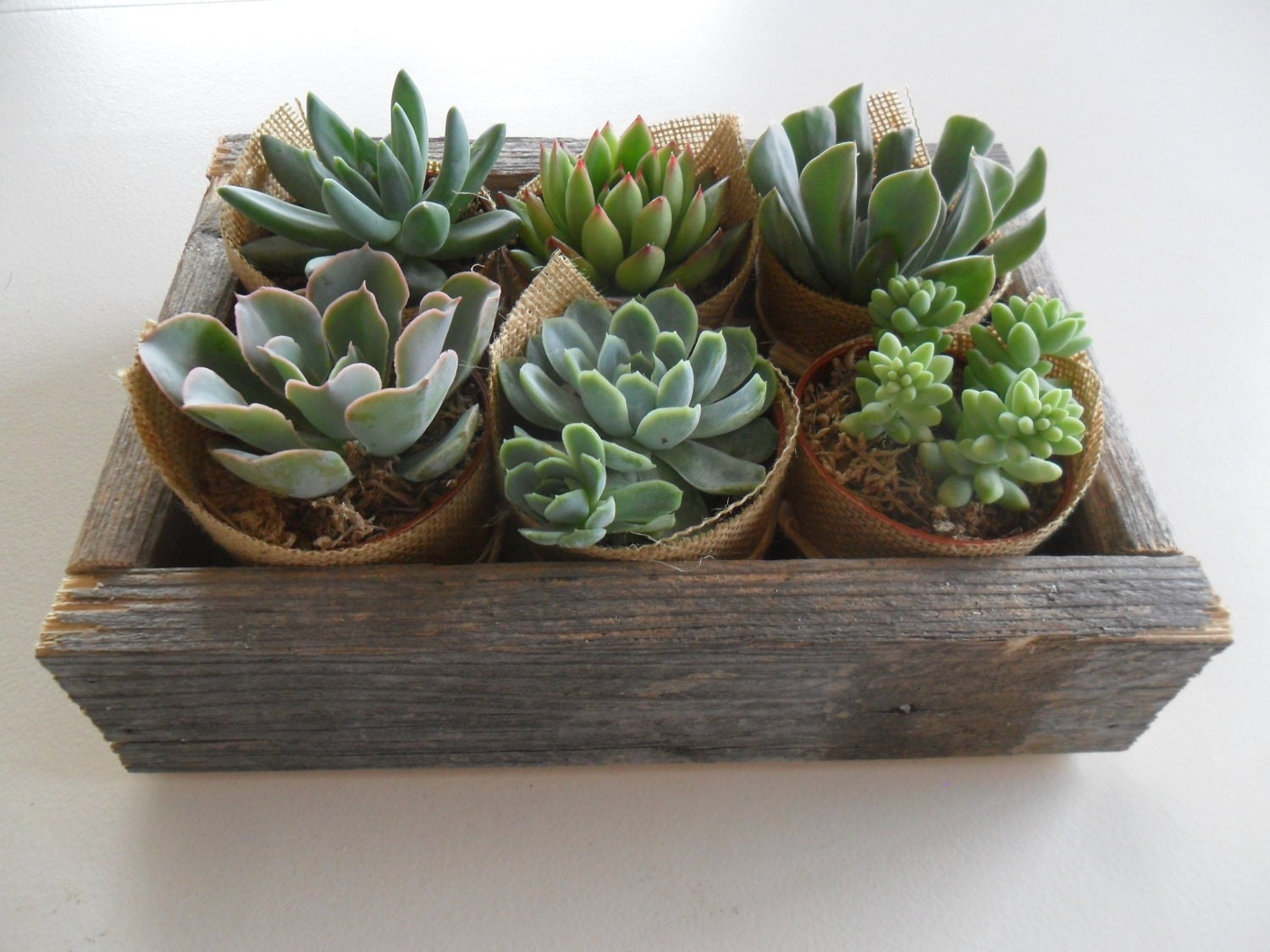 Succulent Centerpiece, Rustic, Great For Weddings, Cocktail Parties , Housewarming Gift, Mother's Day Gift
