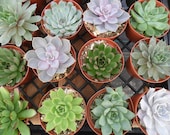 6 Large Succulent Cuttings, Rosette, Great Size For Your Bouquet, Wedding Decor, From 4 Inch Pots