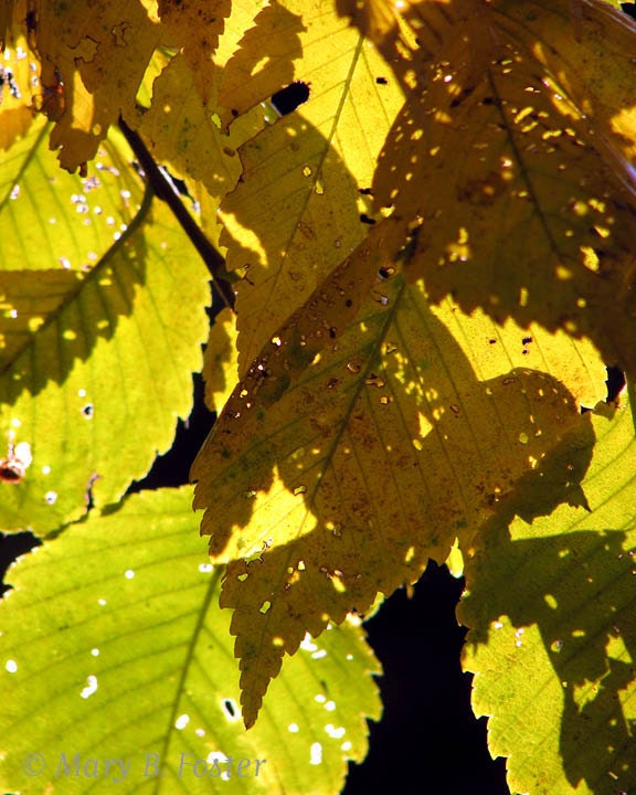 Fall Photography Elm Leaf Shadows 8x10 fine art nature photo autumn leaves silhouette yellow green brown rustic home decor