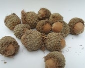 GIANT Acorns Whole Nut for Crafting Lot of  12