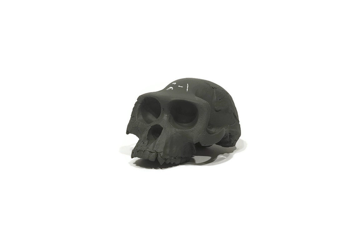 Ardi chalkboard skull