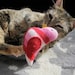 Birds of a Sweater - Pack of 3 Cat Toys