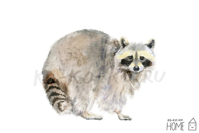 Animal Poster A4 (unframed). RACCOON Print of Original Watercolor Painting