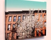 Brownstone Blossoms...16x20 gallery wrap canvas / fine art giclee print