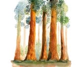 Redwoods Forest-Landscape painting-Watercolor-Archival Print from my original watercolor  11x14 inch