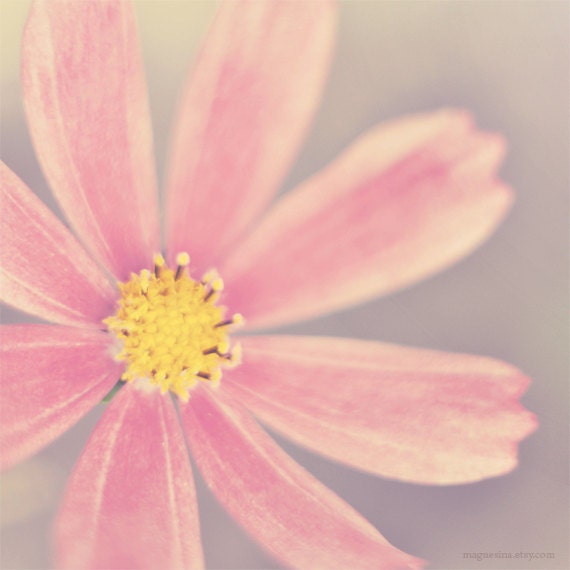 Floral Wall Decor 8x8 (20x20cm) schabby chic home decor nature photography romantic wall art