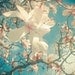 Flower photograph - Magnolia tree, nature, pastel colours, home decor - Once Upon a Time 8x8" Print
