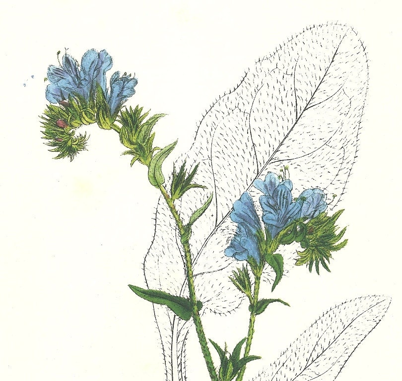 blue vintage lithograph wild flowers art print book plate engraved picture viper's bugloss blooming blooms violet green nature garden
