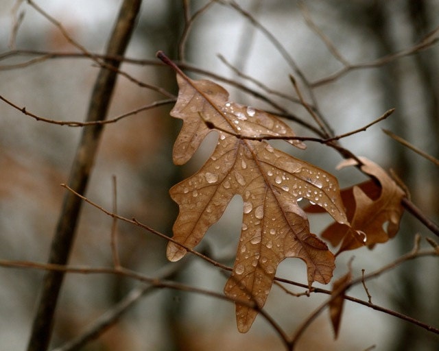 Fall Leaf