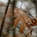 Fall Leaf