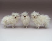 Sardinian Sheep baaing