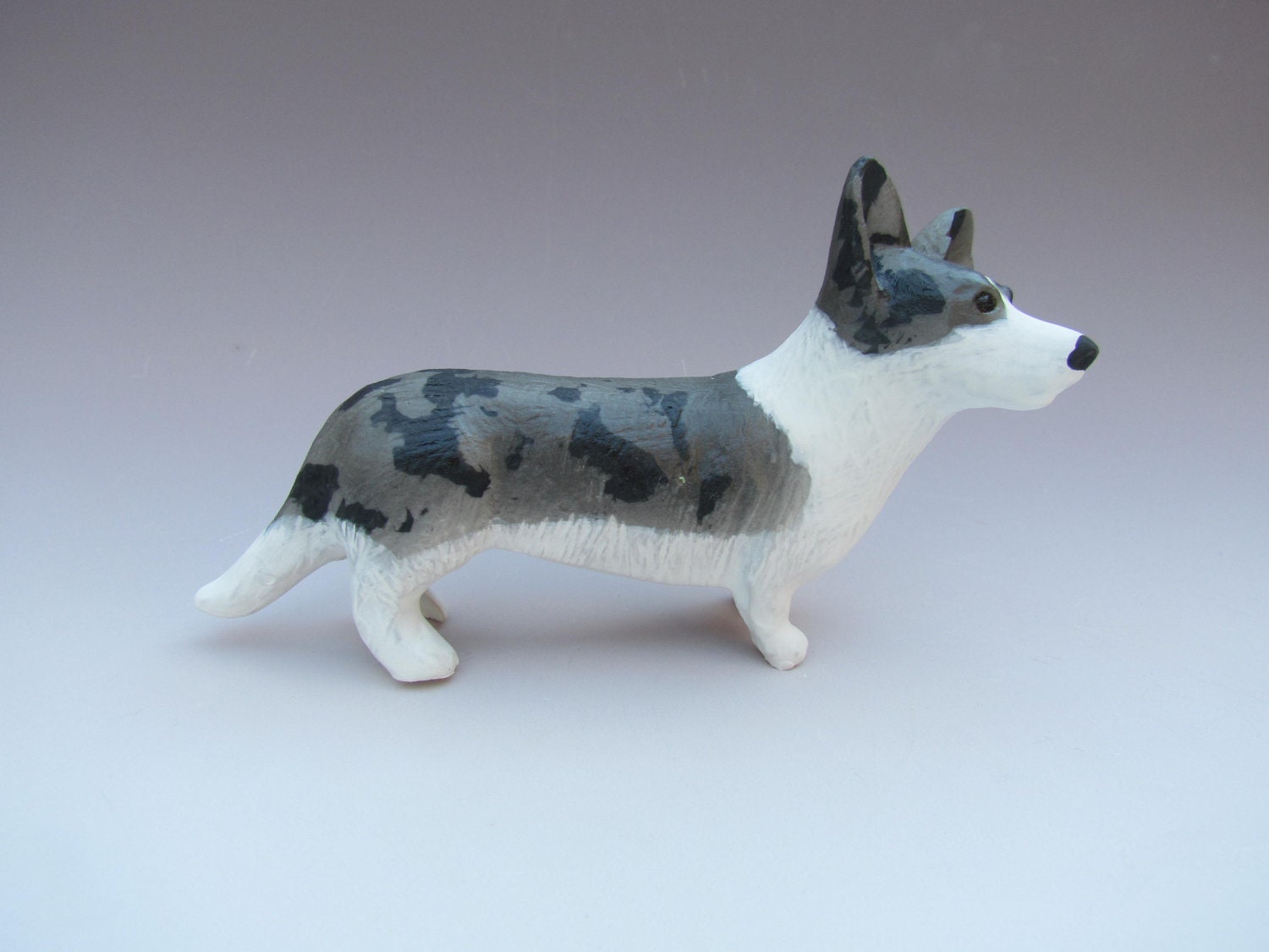 Blue Merle Corgi