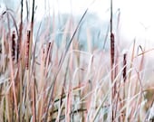 Summer photography, powder blue nature wall decor, brown, beige, rushes, bulrushes, shabby chic dad the hunter