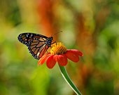 Orange and Black Monarch Butterfly on Red Flower - 8x12 Nature Photograph - New England Flower Photograph