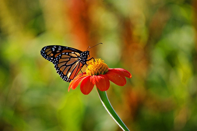 Orange and Black Monarch Butterfly on Red Flower - 8x12 Nature Photograph - New England Flower Photograph