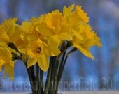 For You Darling - 8 x 12 - Fine Art Digital Photo Print - A Lovely Bright Bunch of Yellow Daffodils, Blue Bokeh Background, Spring Floral