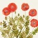 Red Poppies Print 8"x10" - Flower Wall Art, Botanical Artwork, Poppy Art