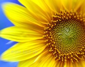 Yellow Sunflower Macro - 5 x 7 Fine Art Nature Floral Print