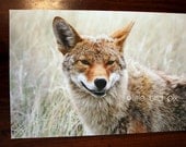 Smiling Coyote - Nature Wildlife - Animal - 12 x 18 Canvas Wrap Fine Art Photography Print