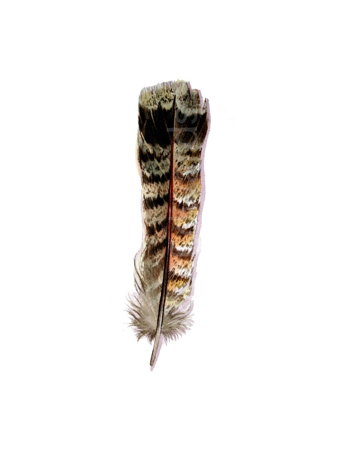 Grouse Feather