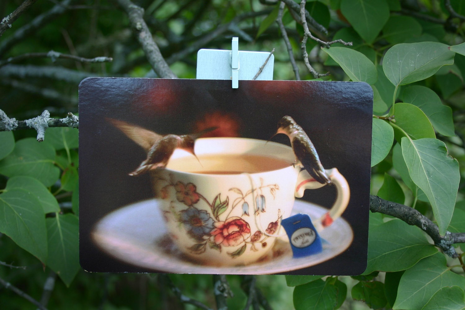Fairy Tale Humingbirds Tea for Two Postcard Whimsical Fine Art Photography