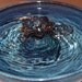 SECONDS SALE - Ceramic Cat Fountain, Handmade, Foodsafe - "Midnight Lotus" - 12 Plus Inch Diameter