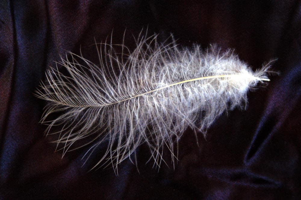 12 ct Cruelty Free Chicken Feathers - Free Shipping