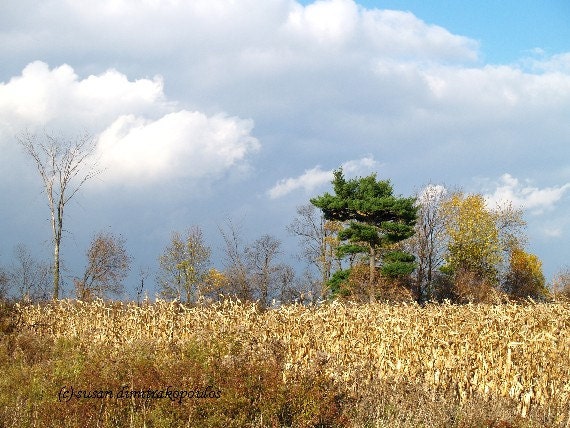 Autumn scene, photograph, harvest, Autumn Approaches, landscape, farm, Canada, Ontario, home decor, gift under 30