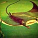STINGRAY photograph 11x14 Kid's room animal print gift vintage Florida beach sea ocean life decor beach home green grey retro color
