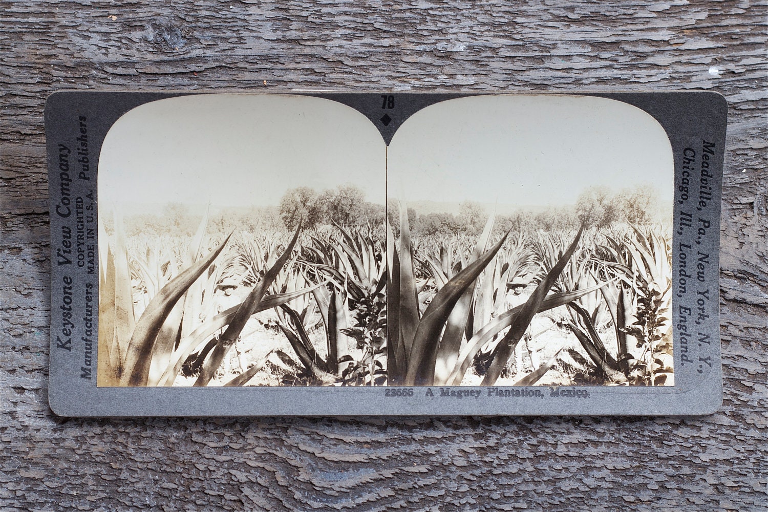 vintage stereo card photograph : maguey plantation mexico by 24pont