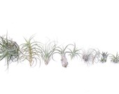 SALE Air Plant Grab Bag (10)