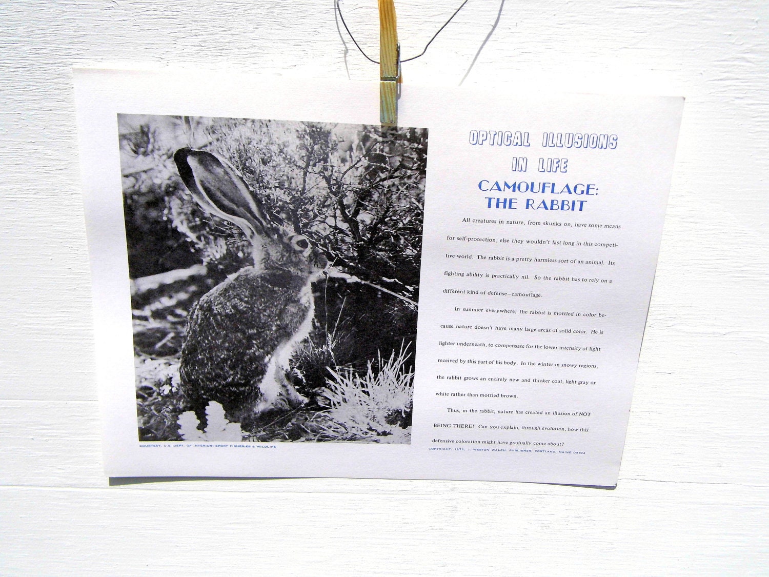 Vintage Paper Ephemera, Optical Illusions In Life, Vintage Poster, Nature Poster, Black and White Poster, 1970s
