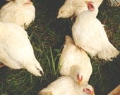 Chickens No. 1 - Fine Art Photograph