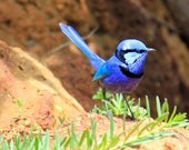 Nature Landscape Photography Splendid Blue Fairy Wren  5" x 7" matted  print