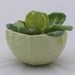 Cabbage Bowl